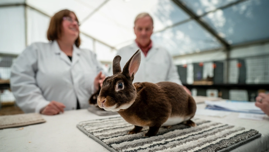 7 rabbit breeds with exceptionally soft fur