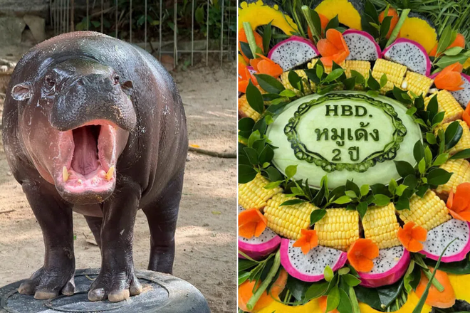 Sở thú Thái Lan mở hội mừng sinh nhật 2 tuổi cho 'ngôi sao' Moo Deng