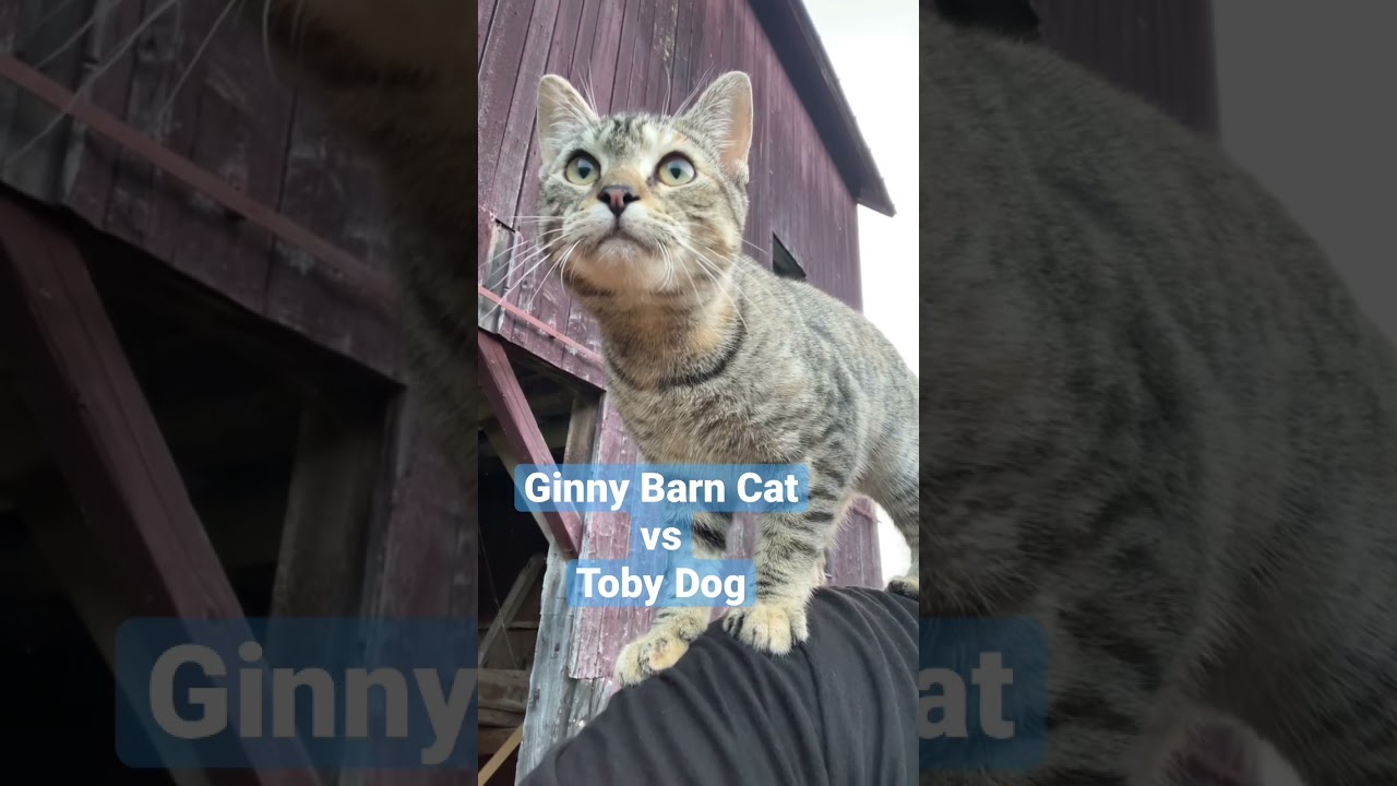 Watch a grumpy kitten stand its ground against a dog