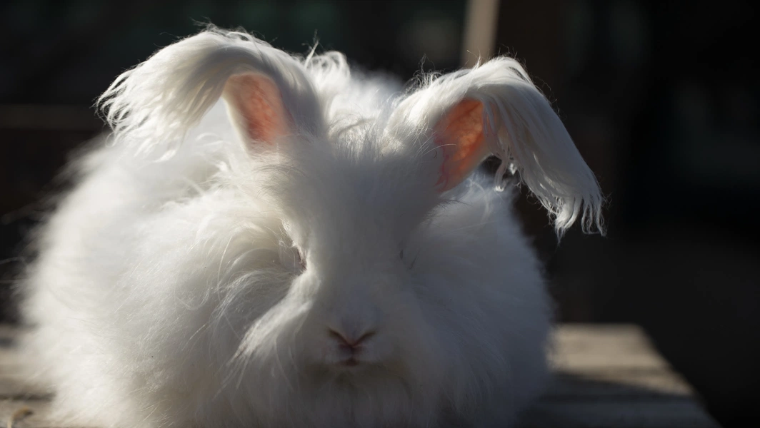 7 rabbit breeds with exceptionally soft fur