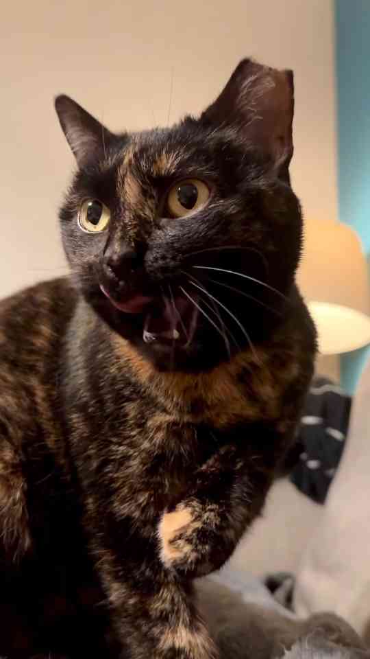 Precious cat moments that capture their sweet nature