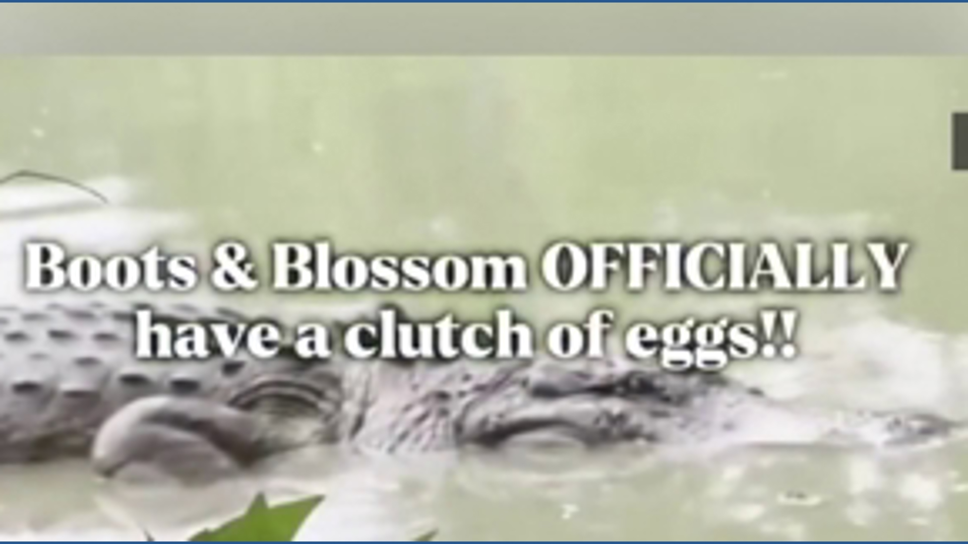 Blossom the gator lays clutch of eggs at Gator Country