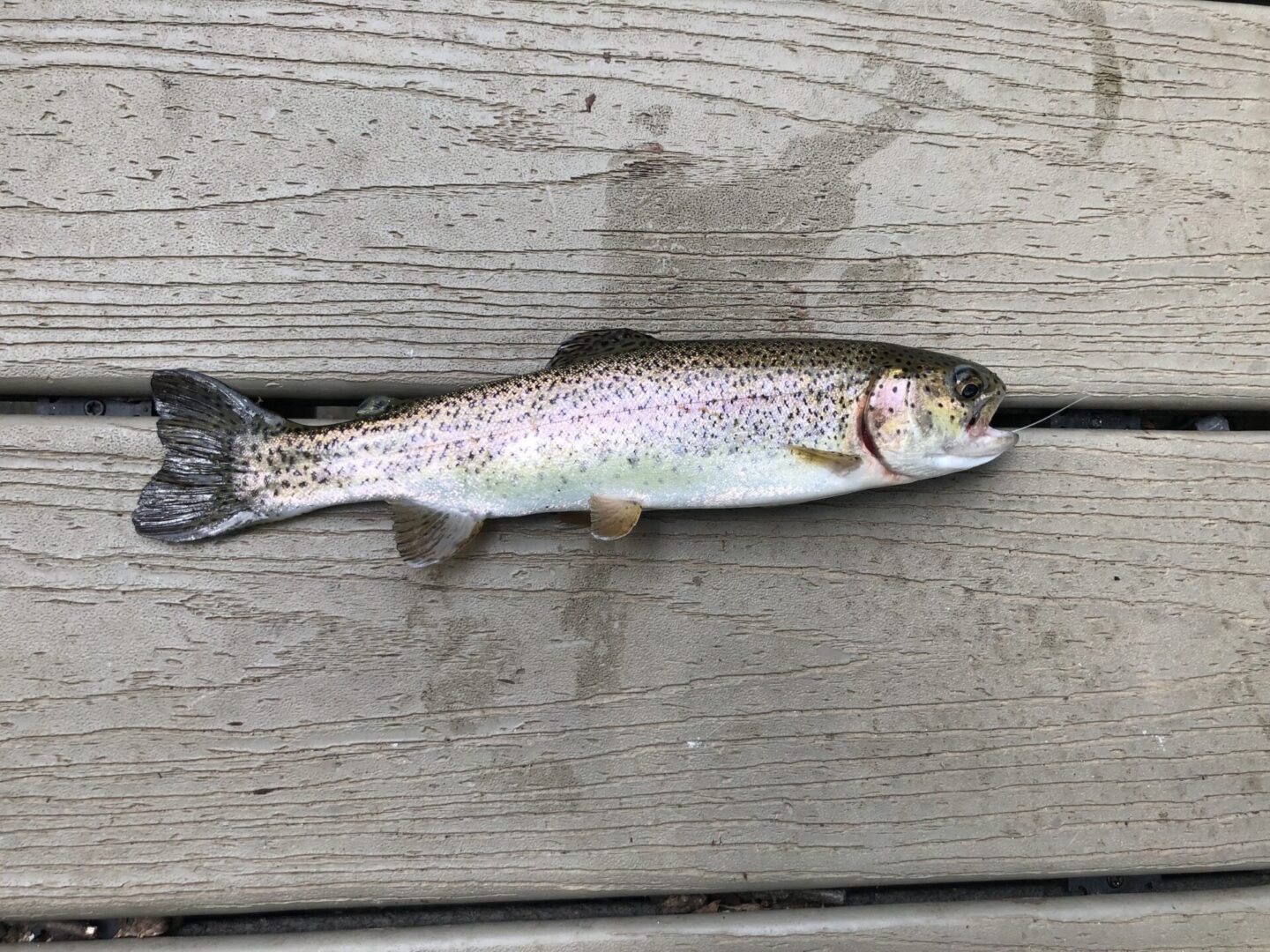 Frank: Something fishy
