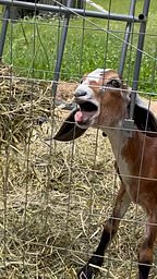 Baby goat's unusual scream sounds surprisingly human