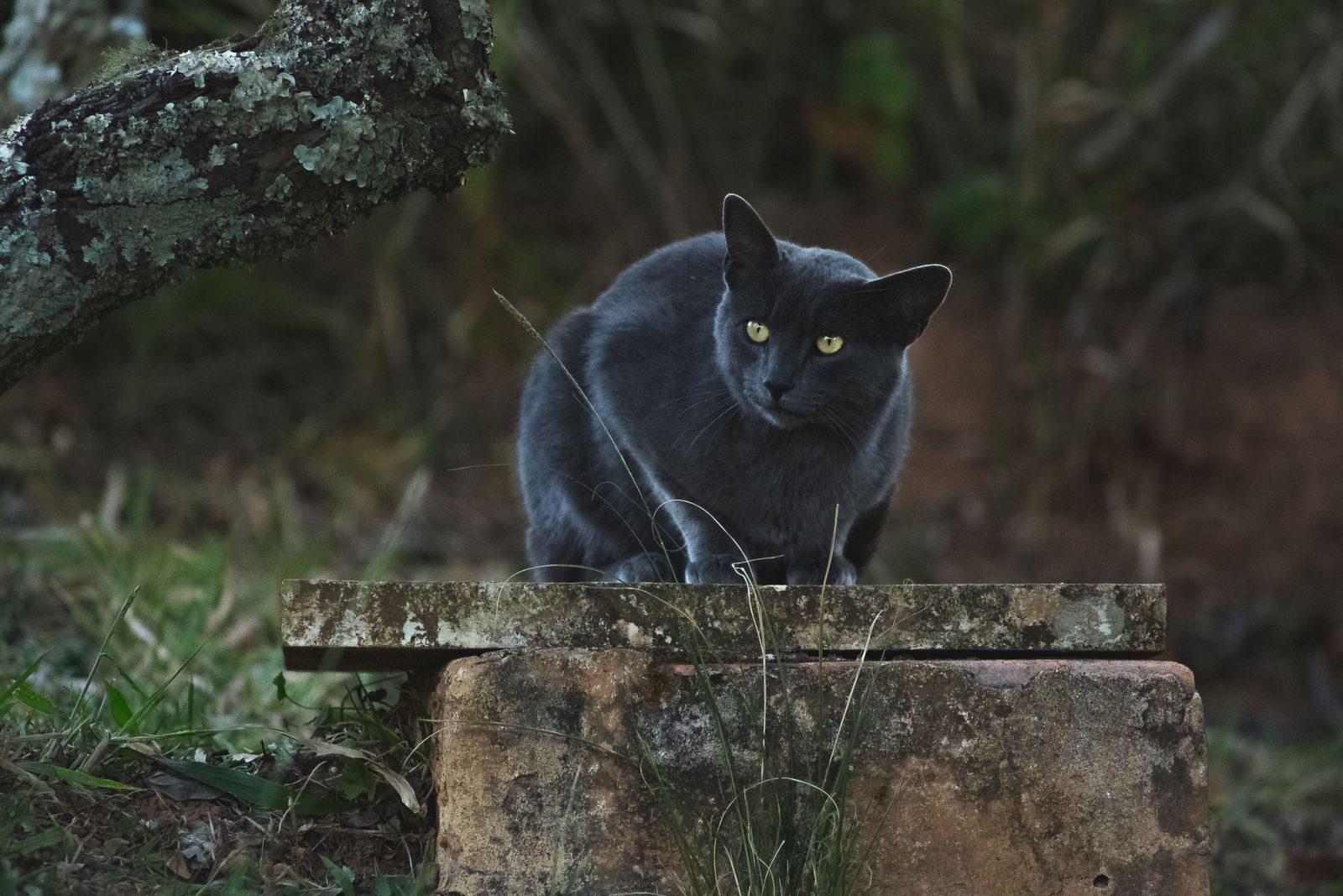 How to correctly read your cat’s secret body language
