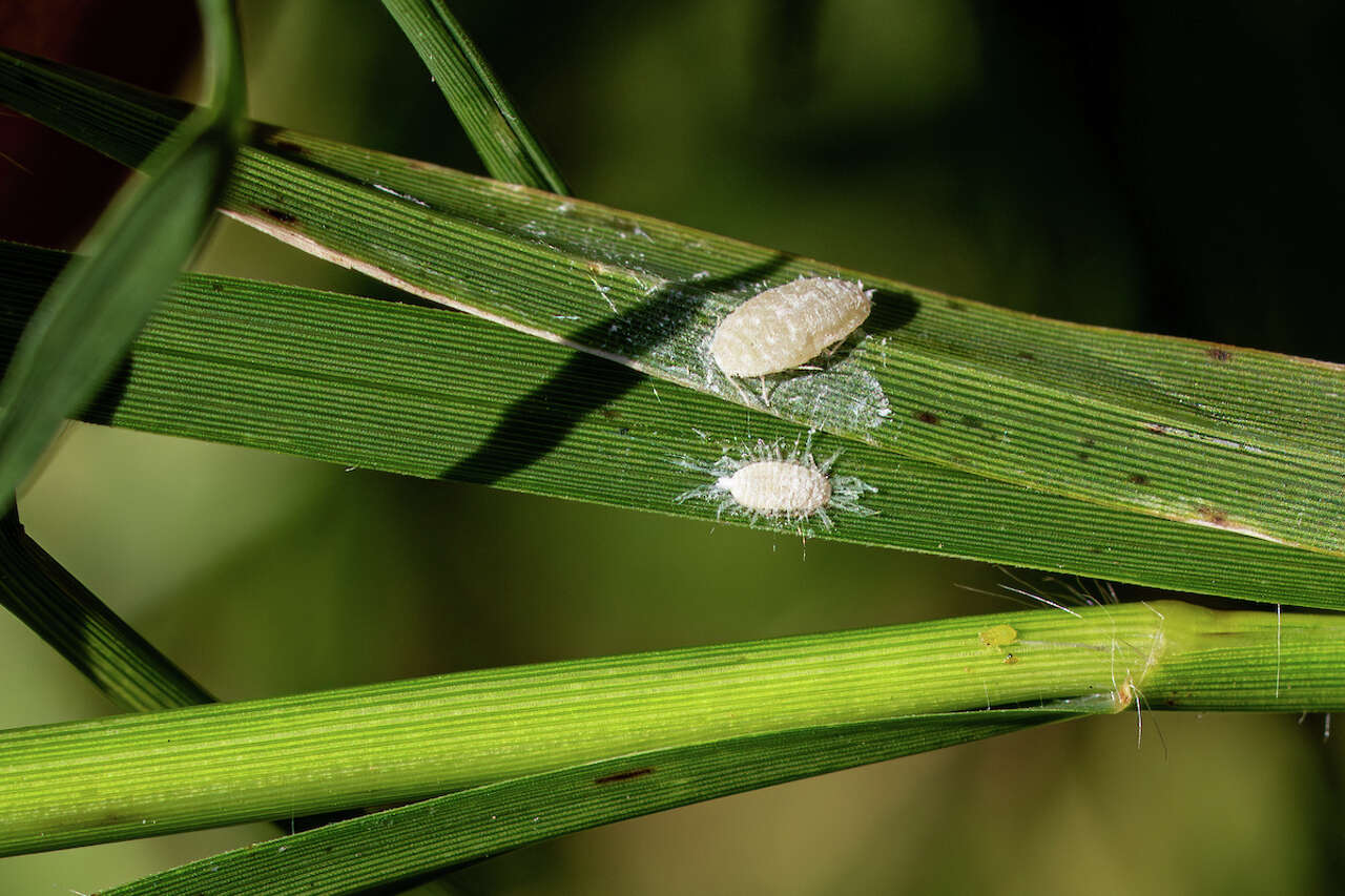 Invasive pest is racing across Texas with no pesticide to stop it