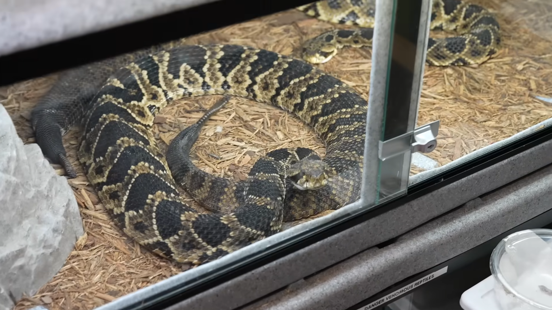A rattlesnake over six feet long got an outdoor rinse during cleaning day