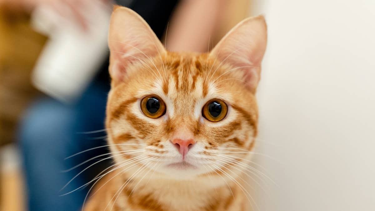Orange Polydactyl Cat's Massive Paws Look Just Like Oven Mitts