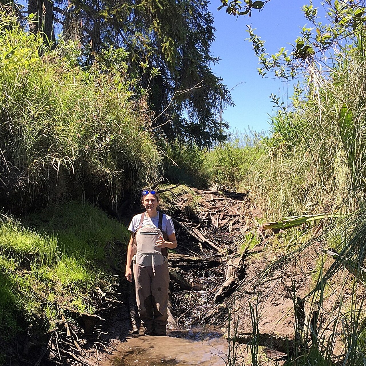 Beavers thrive in river estuaries along North America's northwest coast