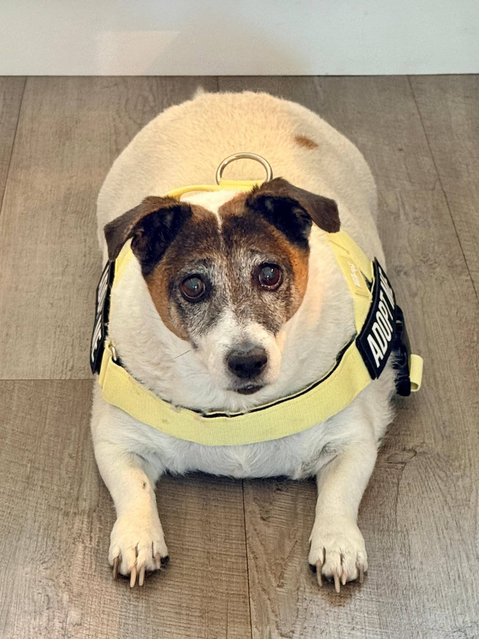Dog arrives at shelter too heavy to walk — weeks later, she's surprising everyone