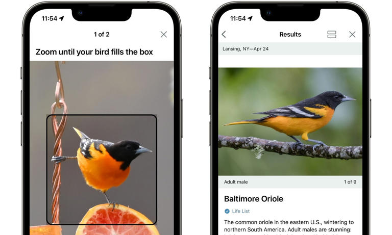 Merlin Bird ID app is now eyeing a global database of our vanishing ...