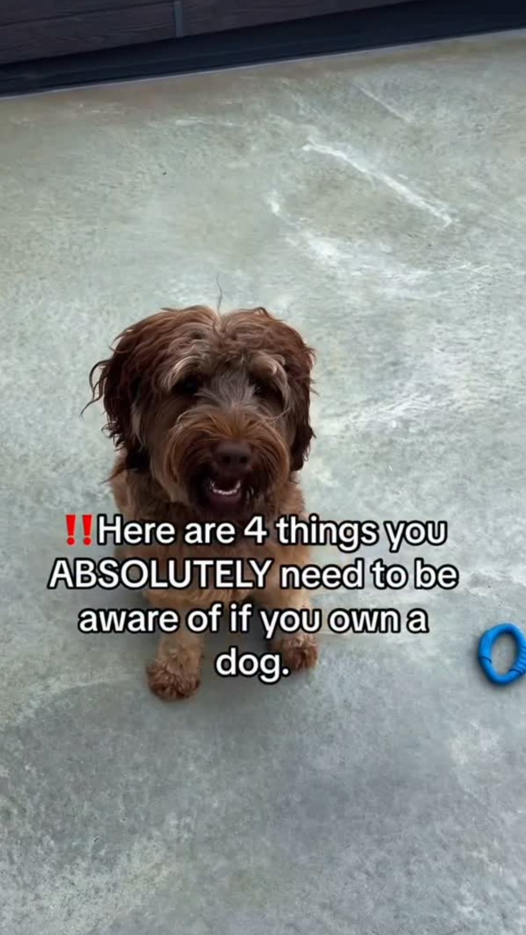 Surprising insights into dog behavior and care