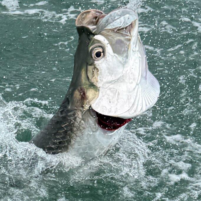 Tarpon jumping