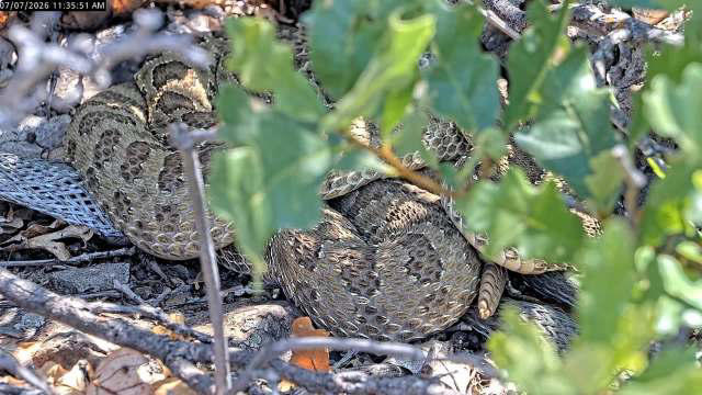 Colorado's rattlesnake mega den is live again, where hundreds emerge ...