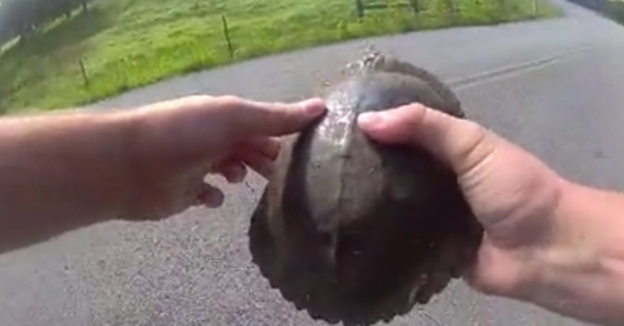 Video: Animal calls keep Tennessee deputies busy