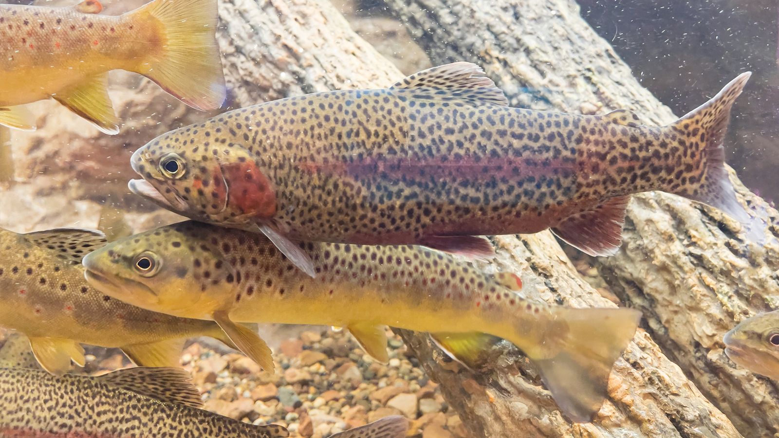 New Game & Fish regulations could affect Arkansans - even those who don ...
