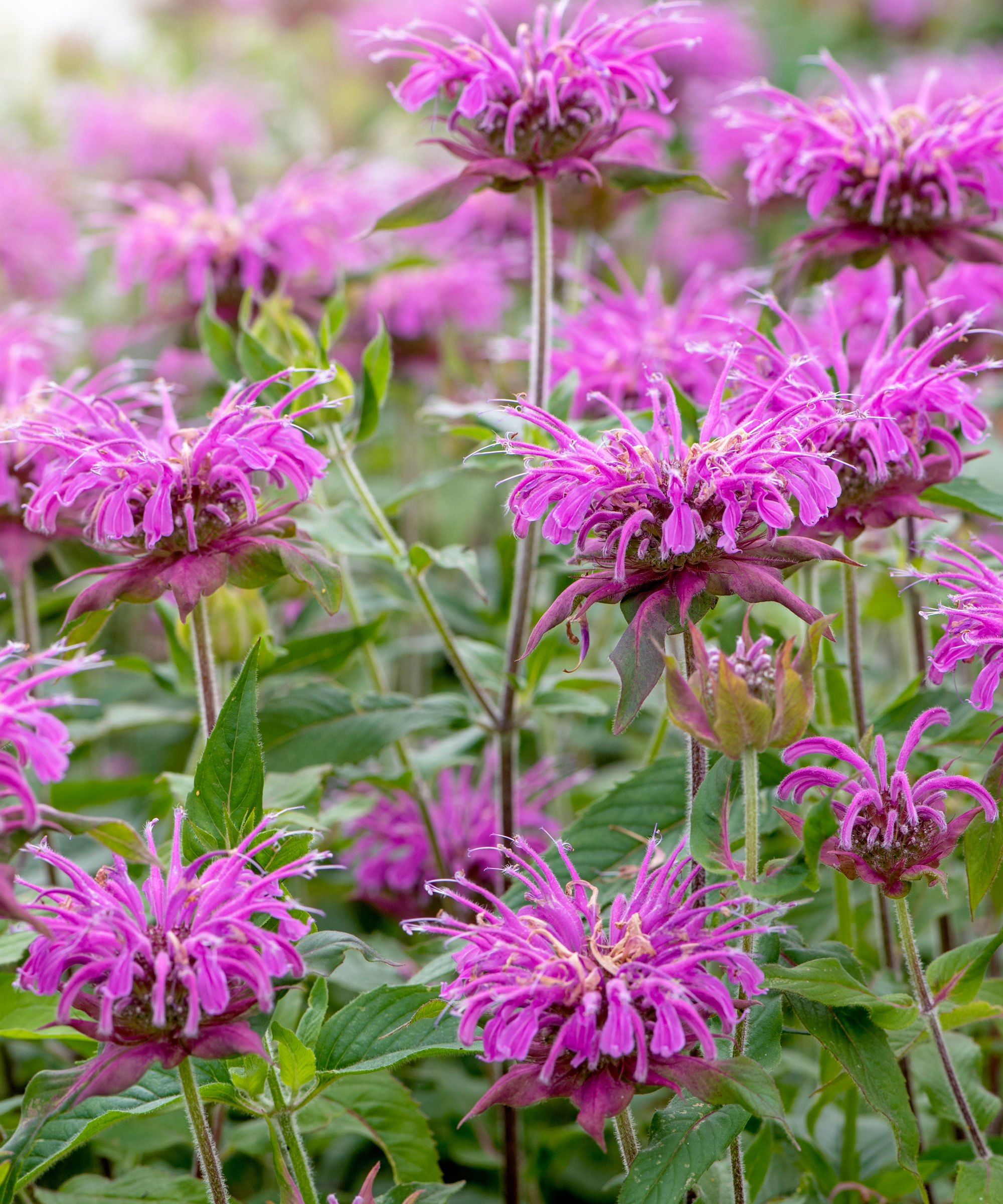 purple flowers of bee balm (monarda)