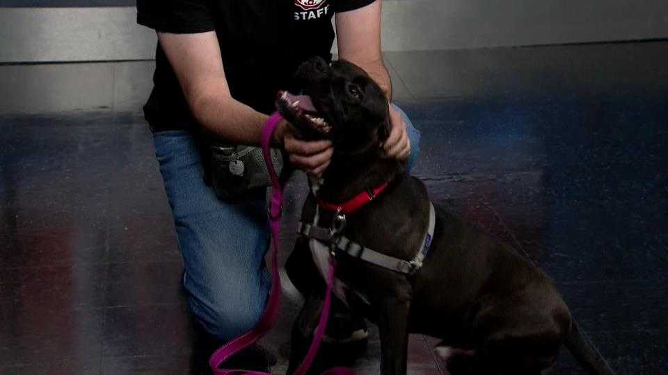 Adoptable pet of the week is batty for a new home