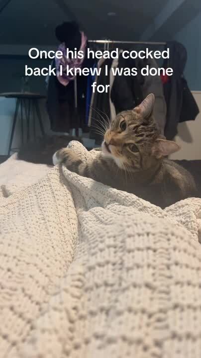 Cat bites owner's toes hard after they laugh
