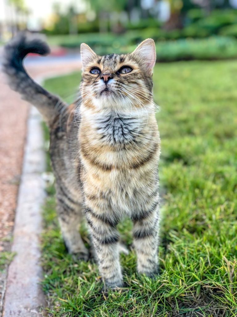 How to correctly read your cat’s secret body language