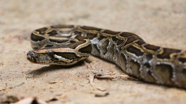 Florida hunter lands one of the state's biggest pythons, a 202-pound ...