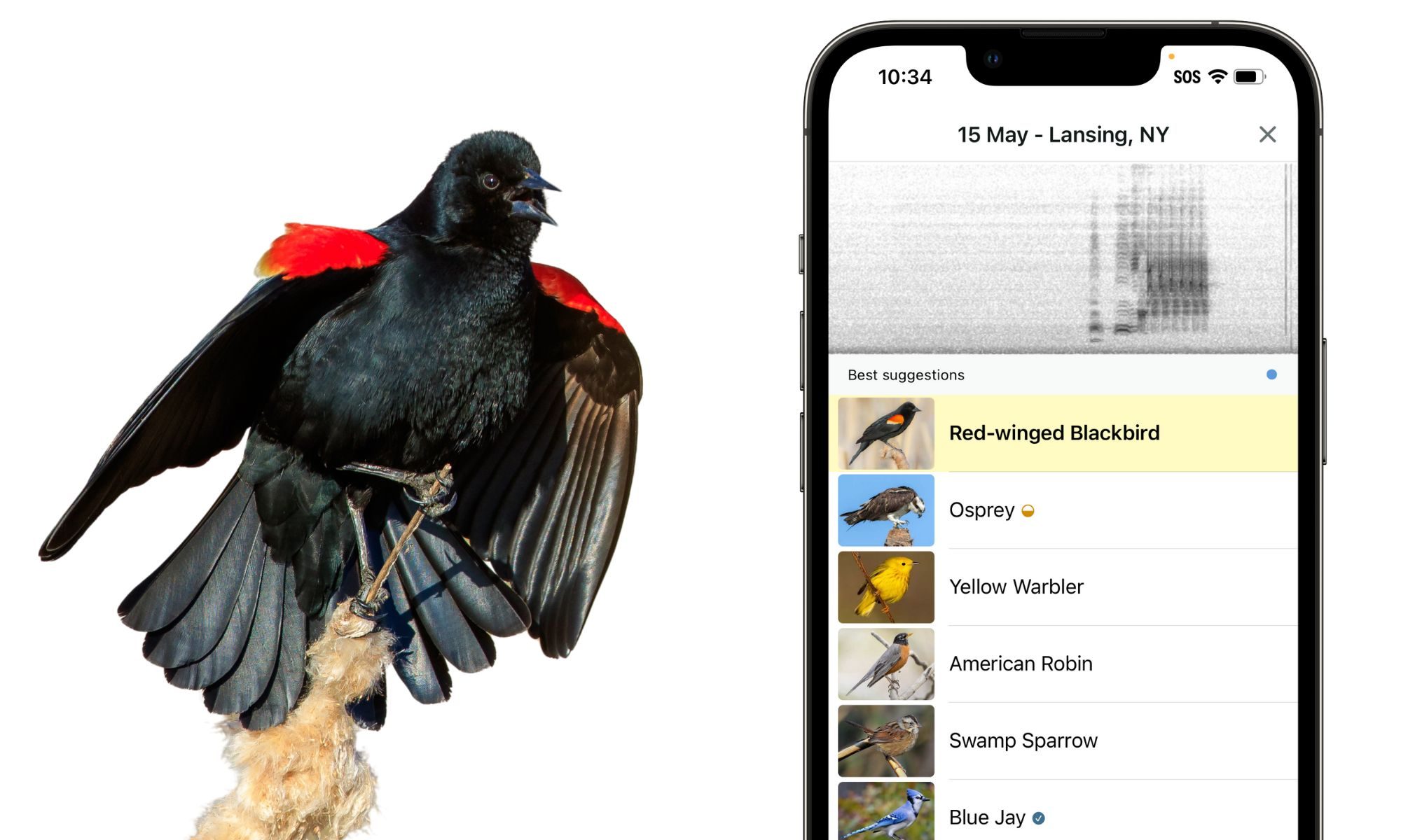 Merlin Bird ID app is now eyeing a global database of our vanishing ...