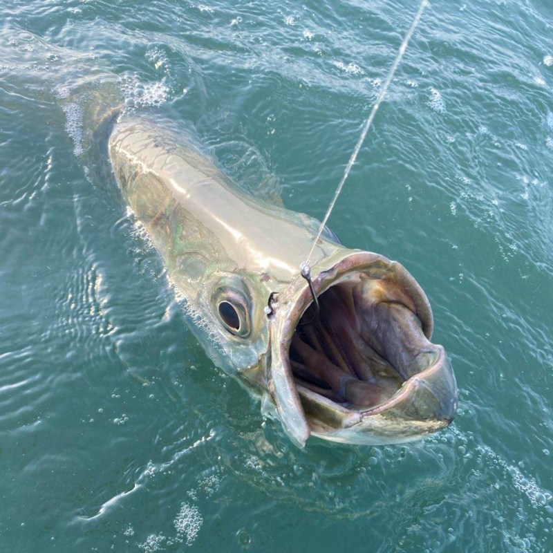 Tarpon on the hook