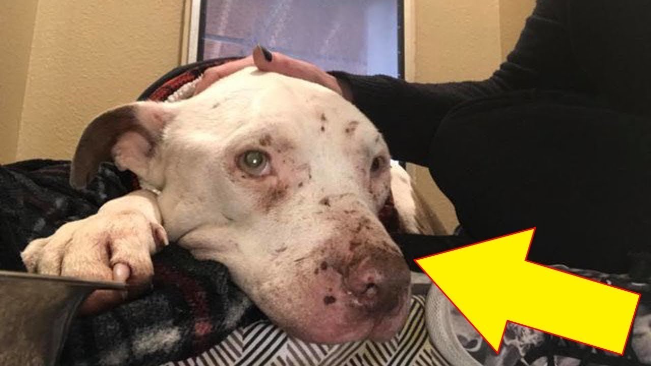 Badly abused dog rescued from a pitiful life
