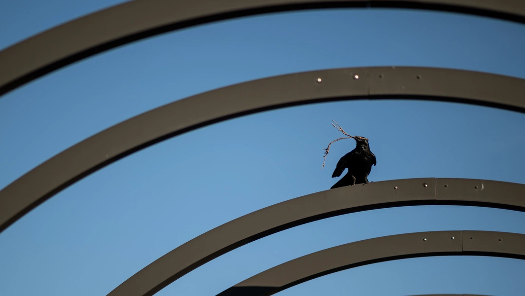 7 remarkably intelligent backyard birds