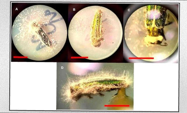 Minnesota turns to native fungi to kill emerald ash borer in marshes ...