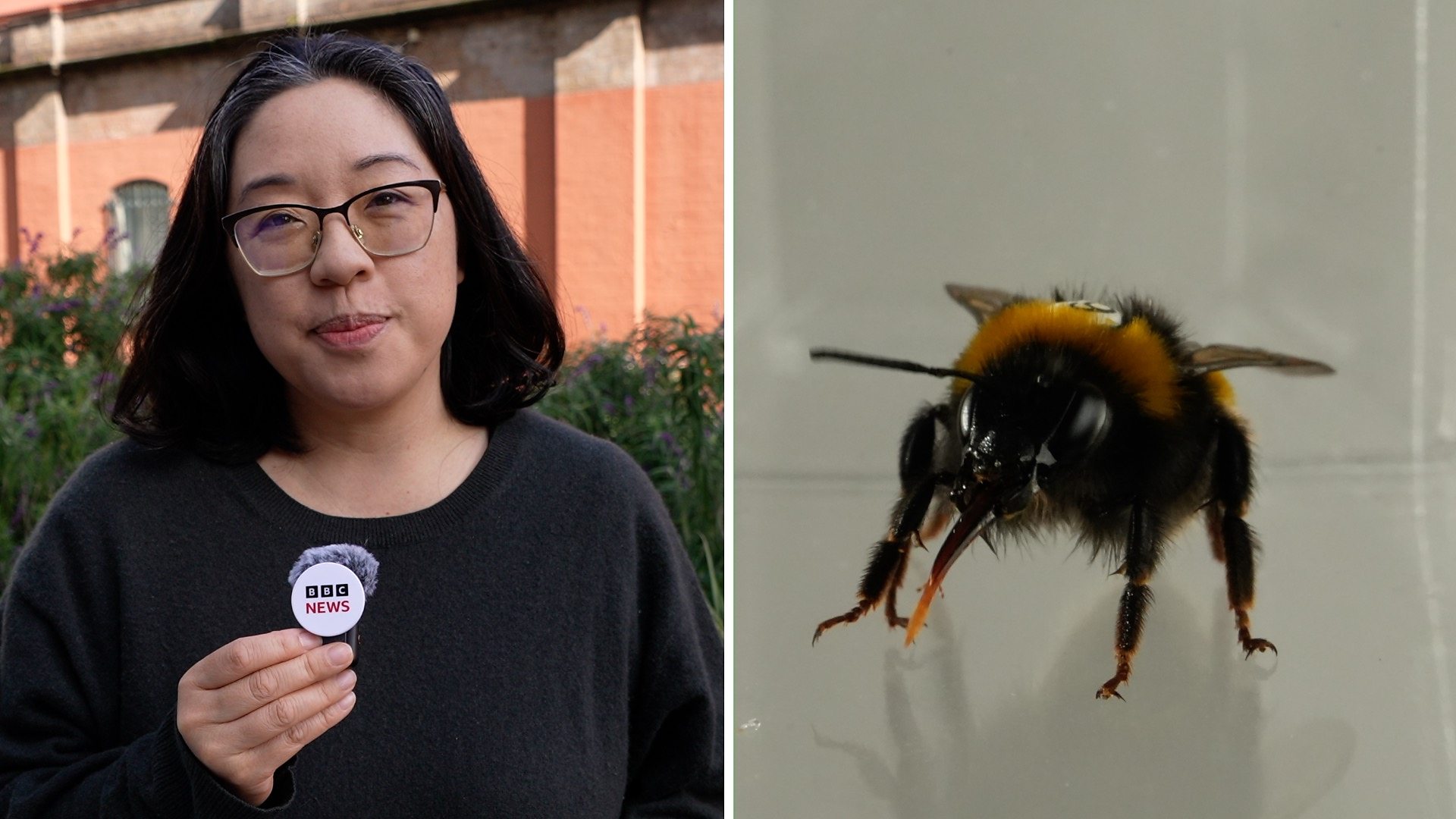 Do bees have feelings? Study reveals the insects' 'inner life'