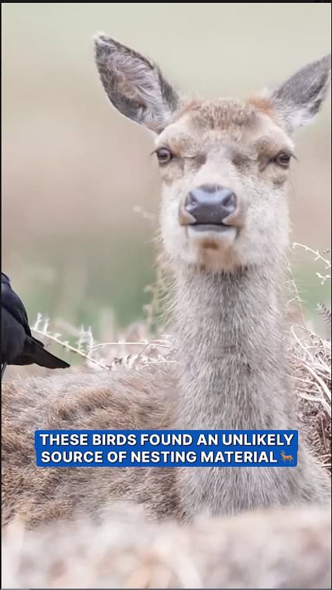 Birds gather deer fur for nest building