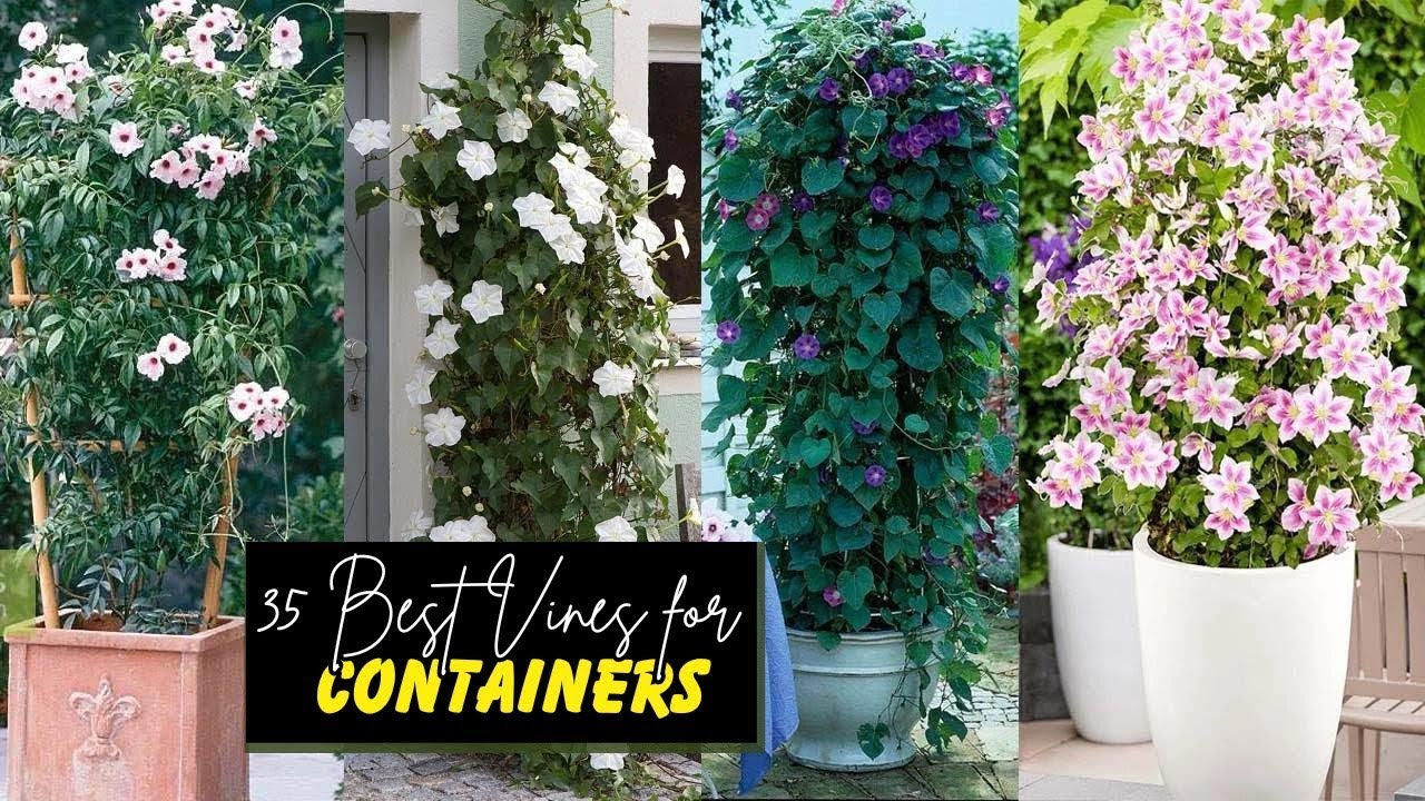 Beautiful climbing plants for making the most of small spaces