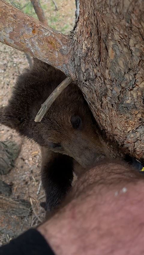 Man shares playful interaction with bears from tree