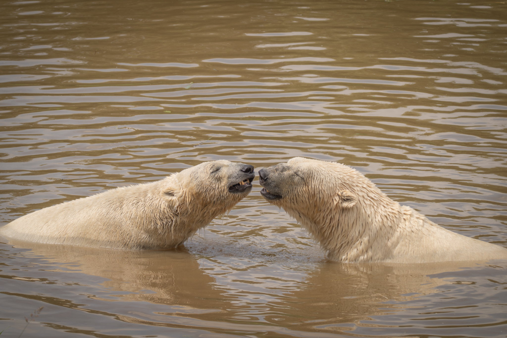 Polar bear brothers meet for first time after years apart