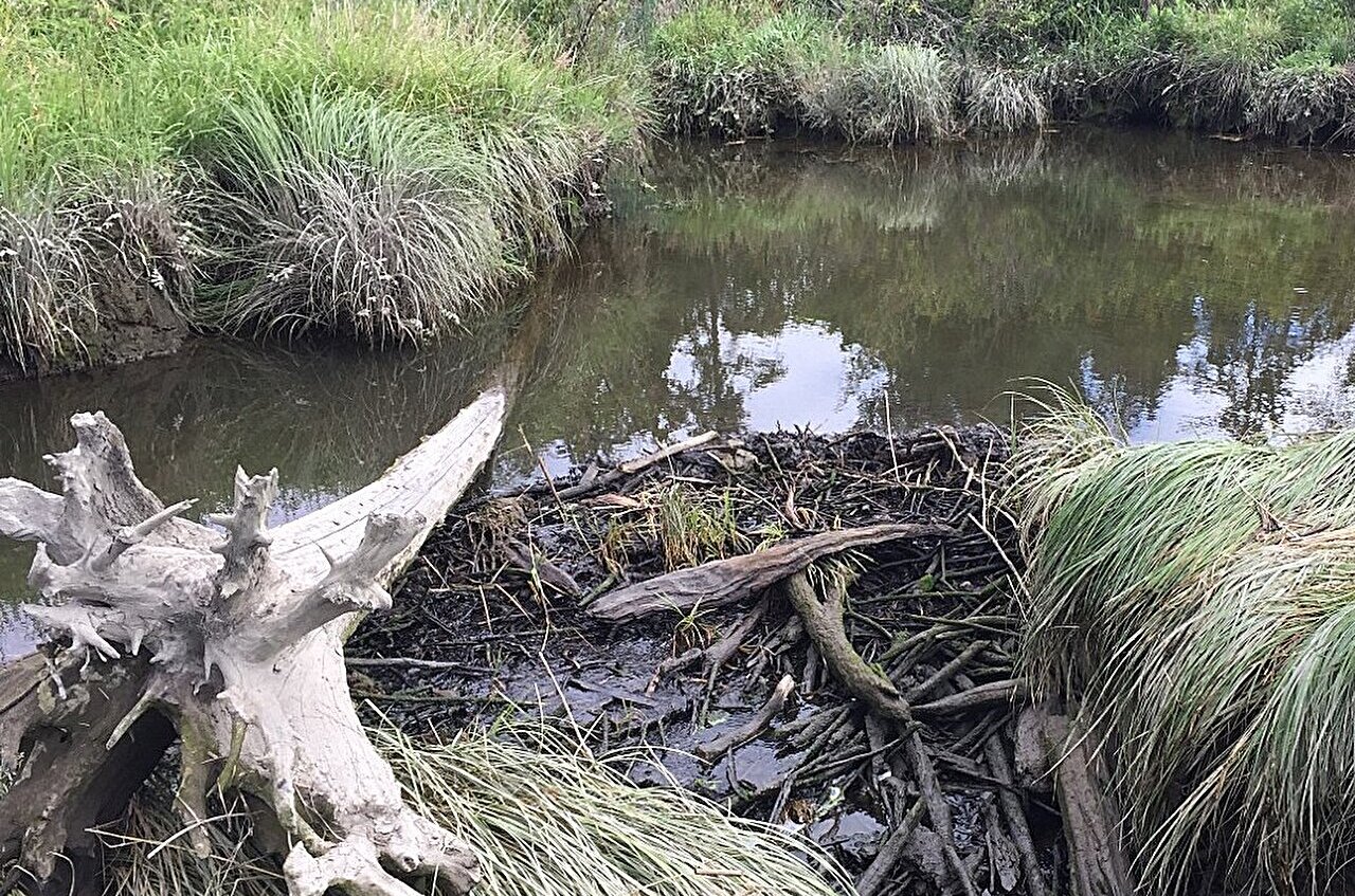 Beavers thrive in river estuaries along North America's northwest coast