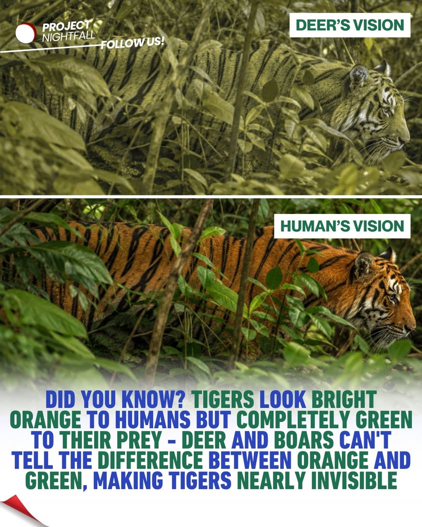 Orange death: Tigers' deadly secret is prey's blind spot!
