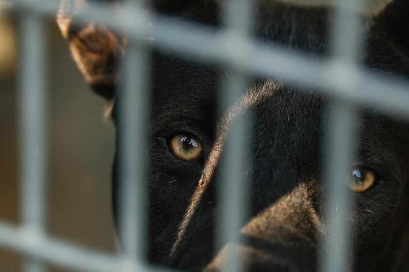 Animals seized in cruelty cases can be stuck in shelters for months ...