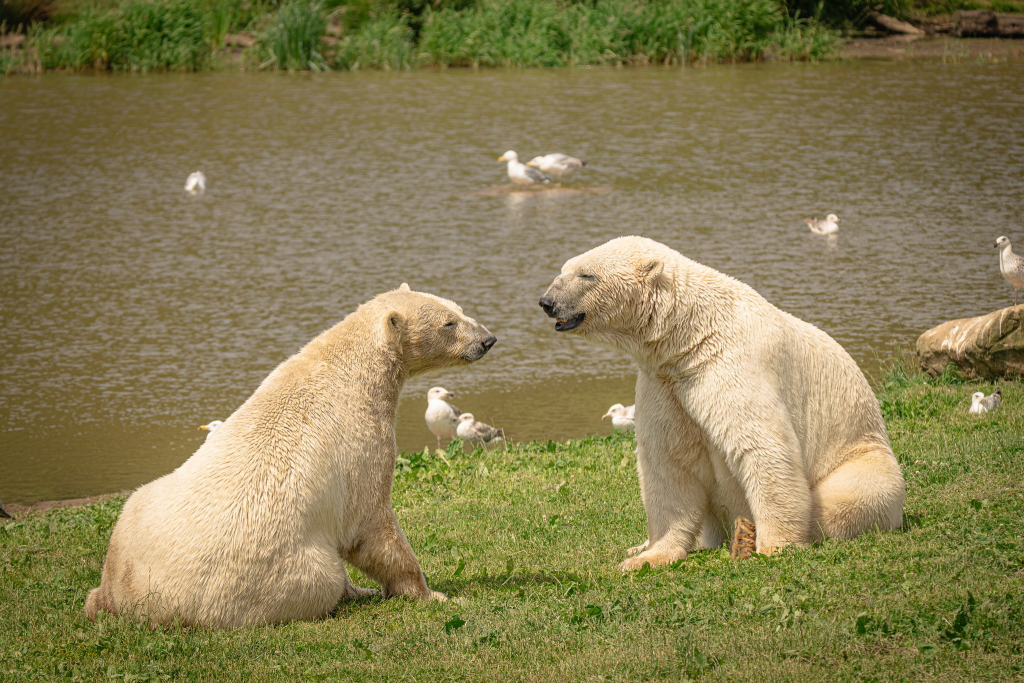 Polar bear brothers meet for first time after years apart