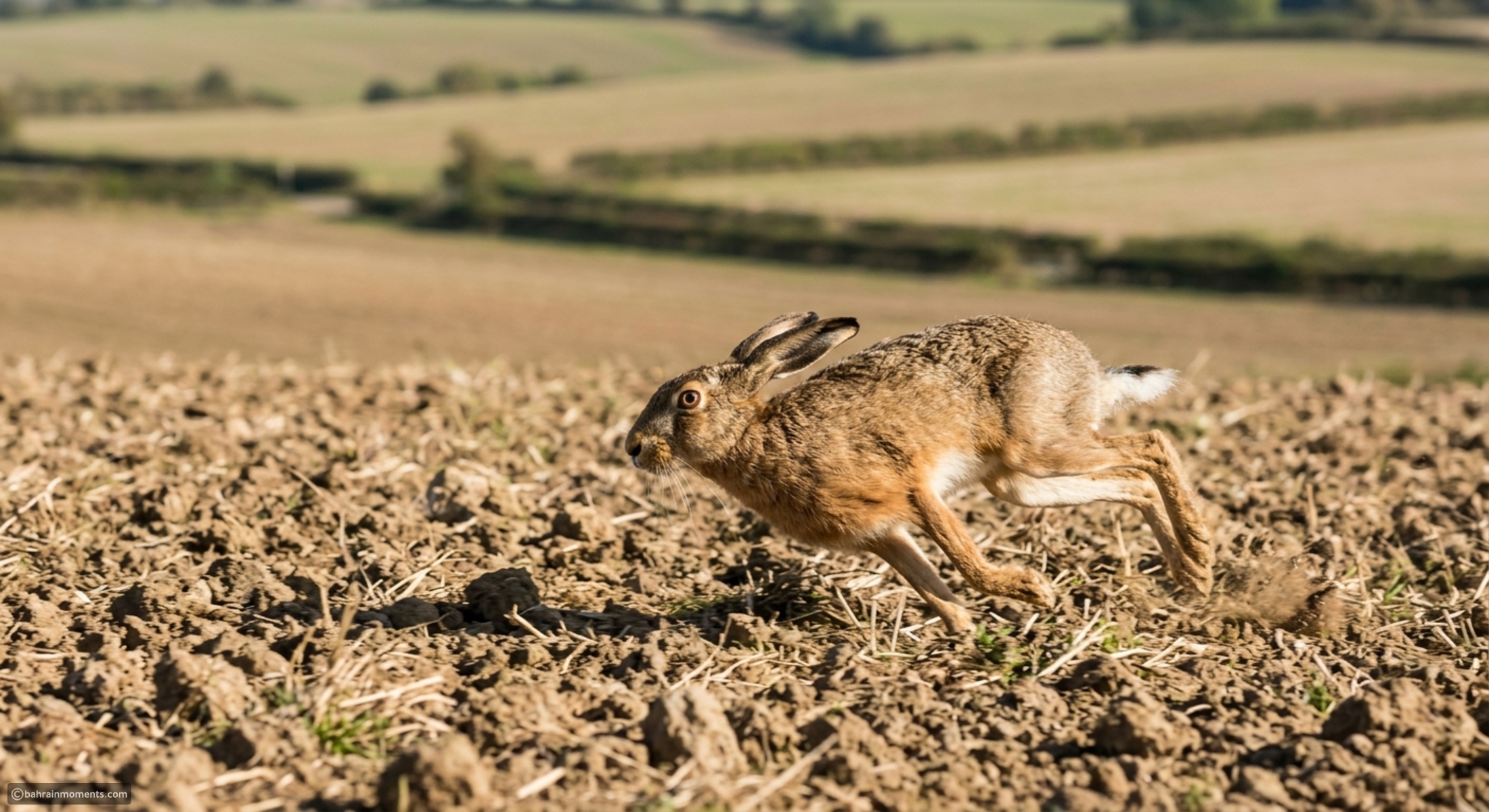 10 fastest animals on Earth and what makes them so quick