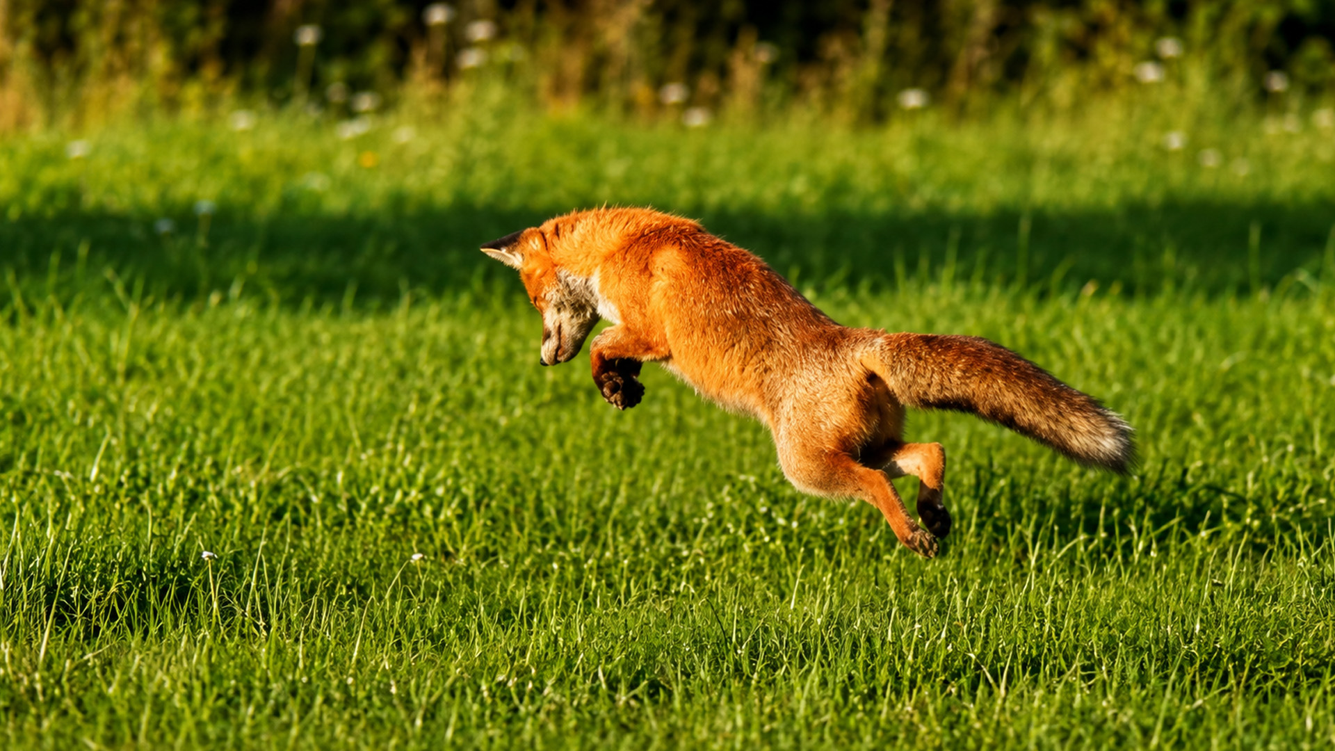 Dieser Fuchs sprang überraschend über die Wiese