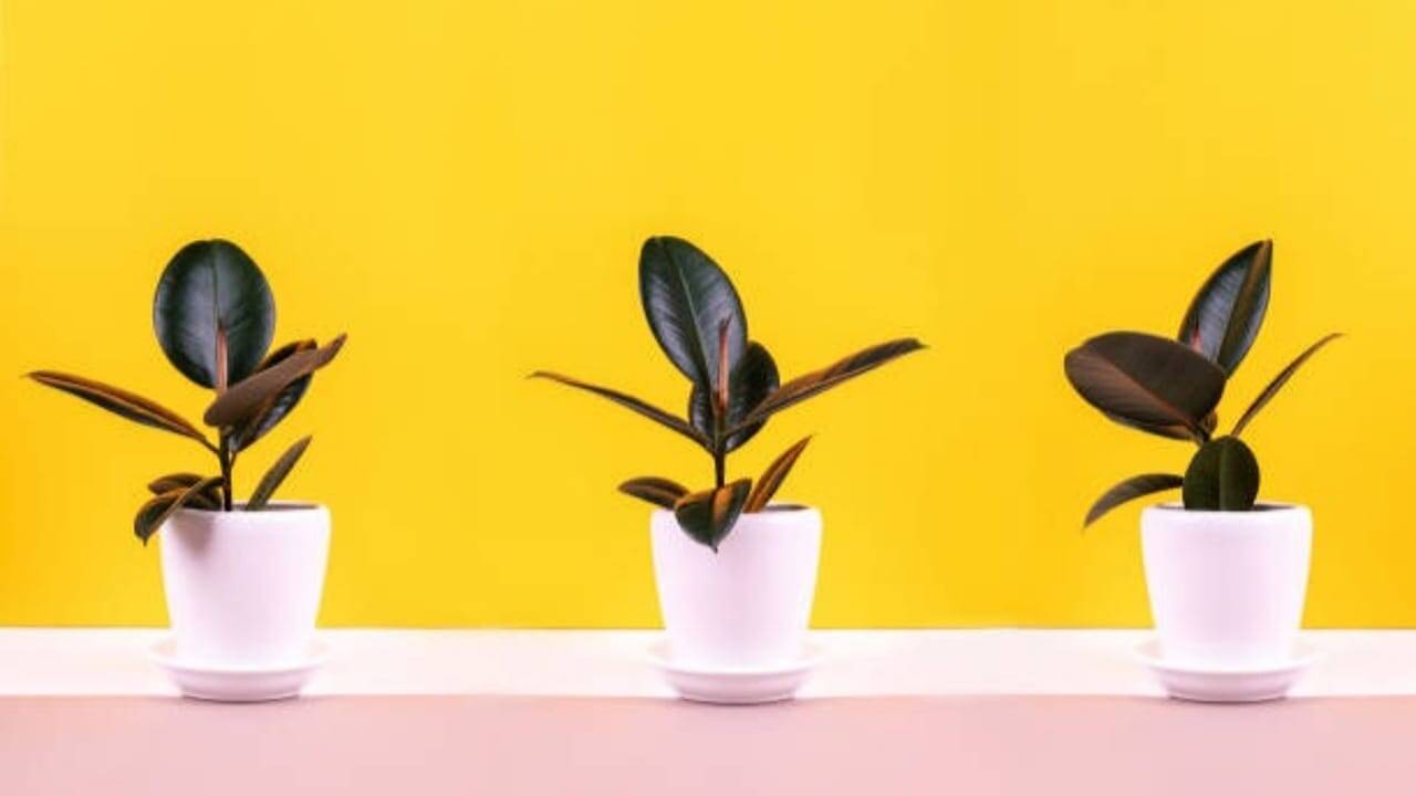 Same plant, different results? Here's why identical houseplants thrive ...