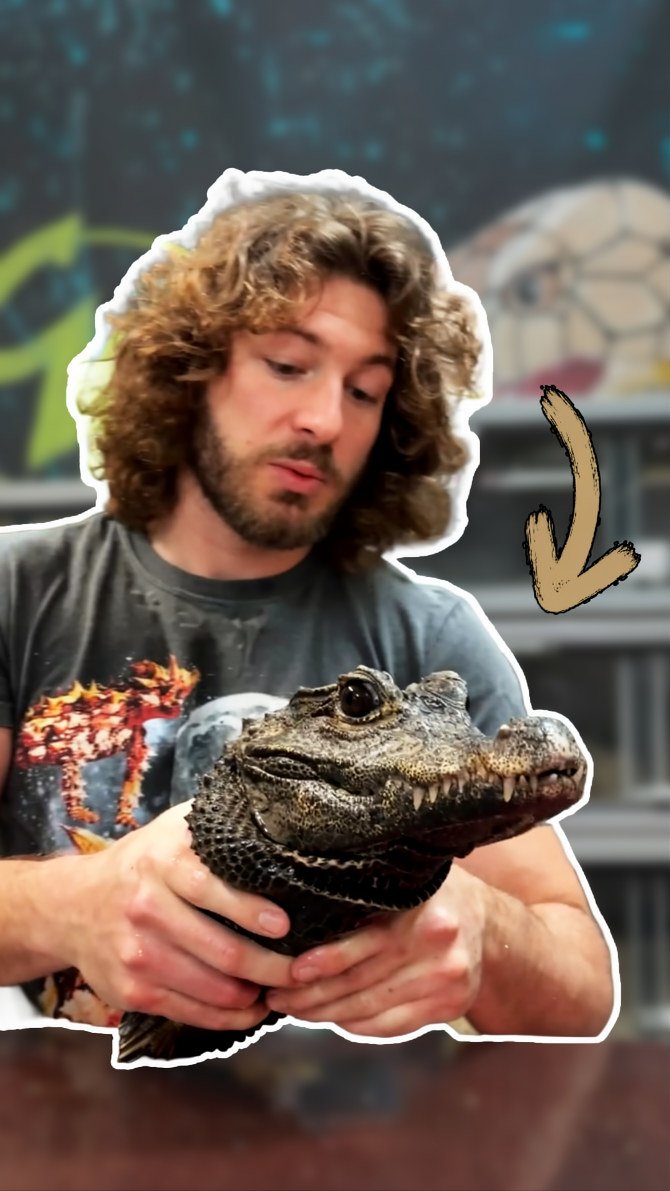 Observing a crocodile’s behavior