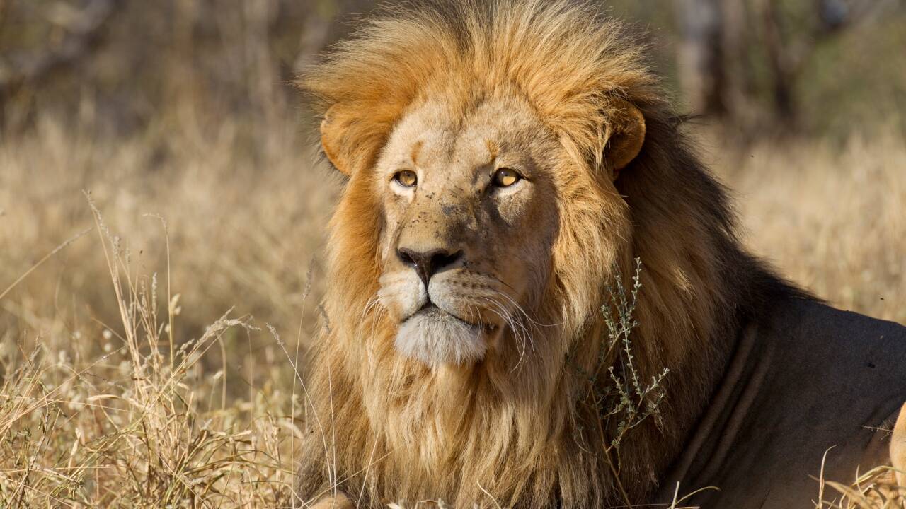 Animals fear humans more than lions; study suggests impact of 'superior ...