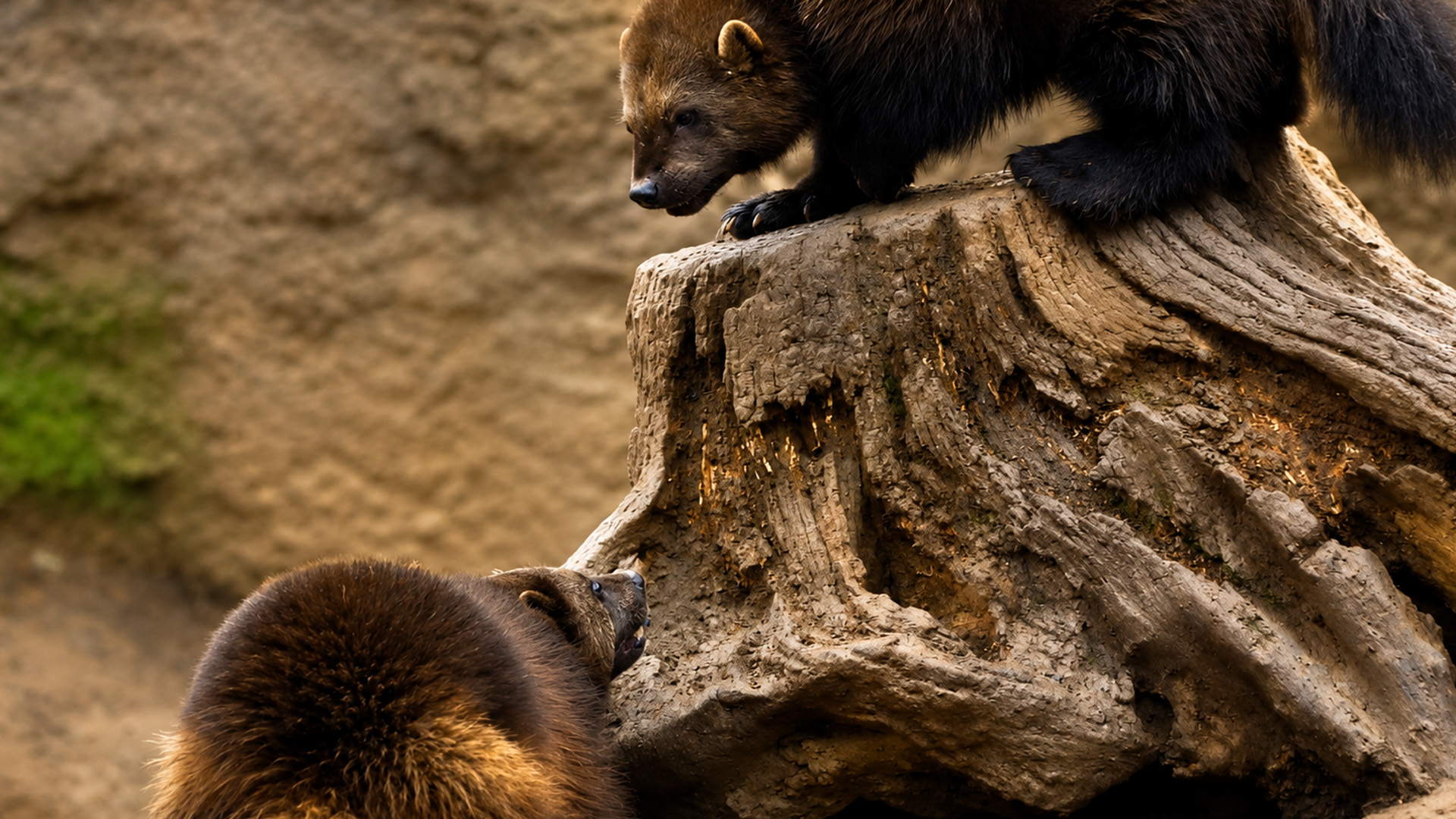 These elusive forest predators were caught on camera together