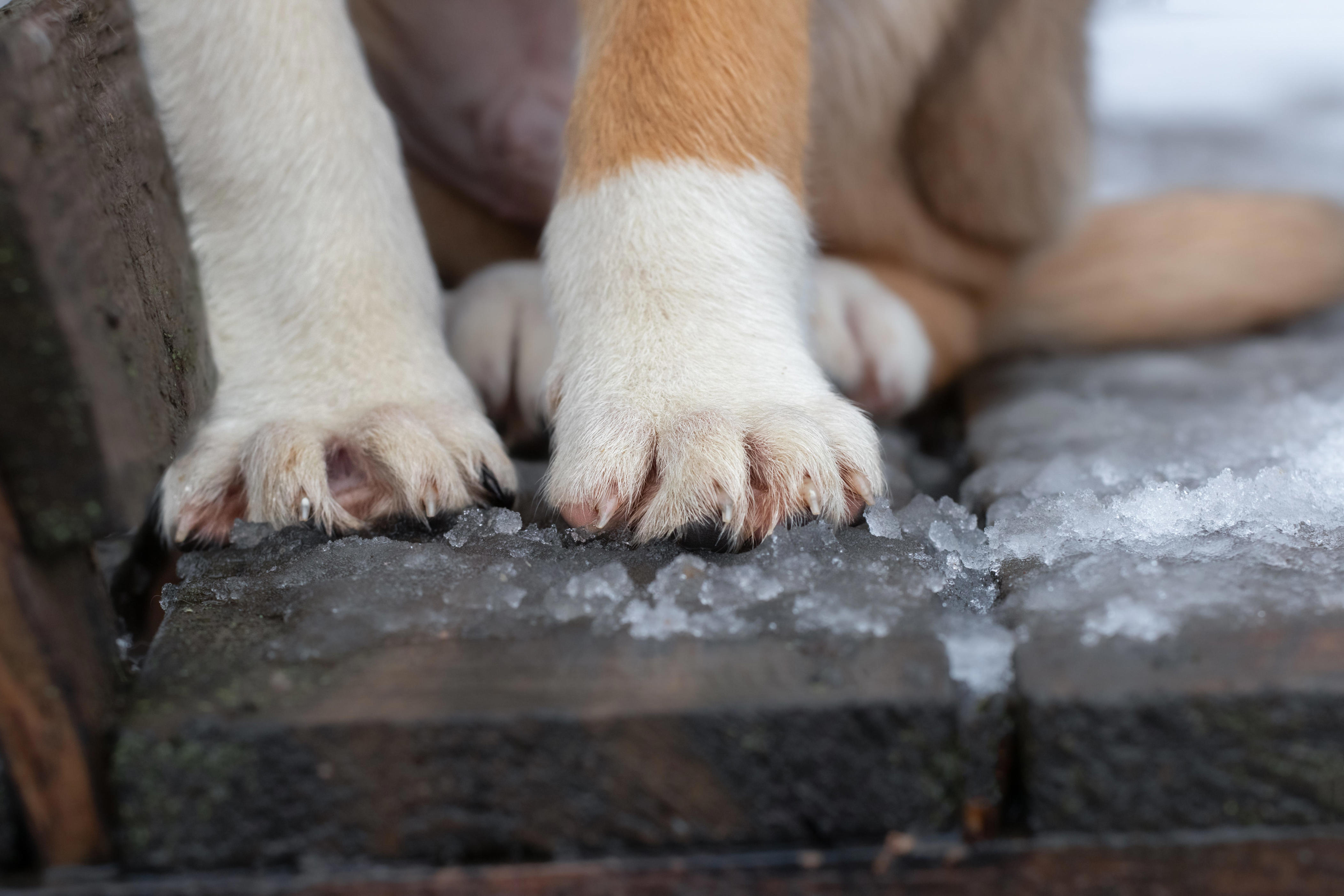 Dog's paws in the snow.