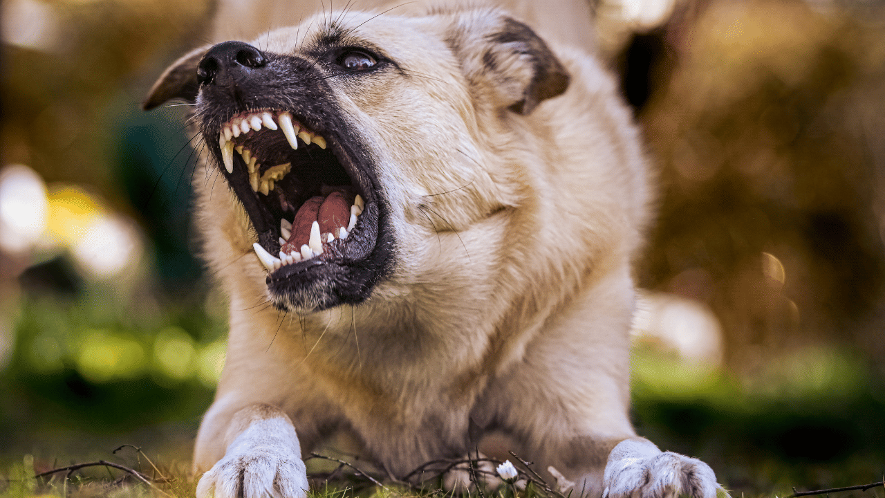 How to treat a dog bite: Essential first aid and rabies vaccine guide