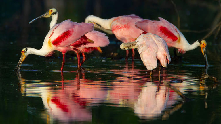 Saving a paradise: A man-made habitat draws thousands of birds