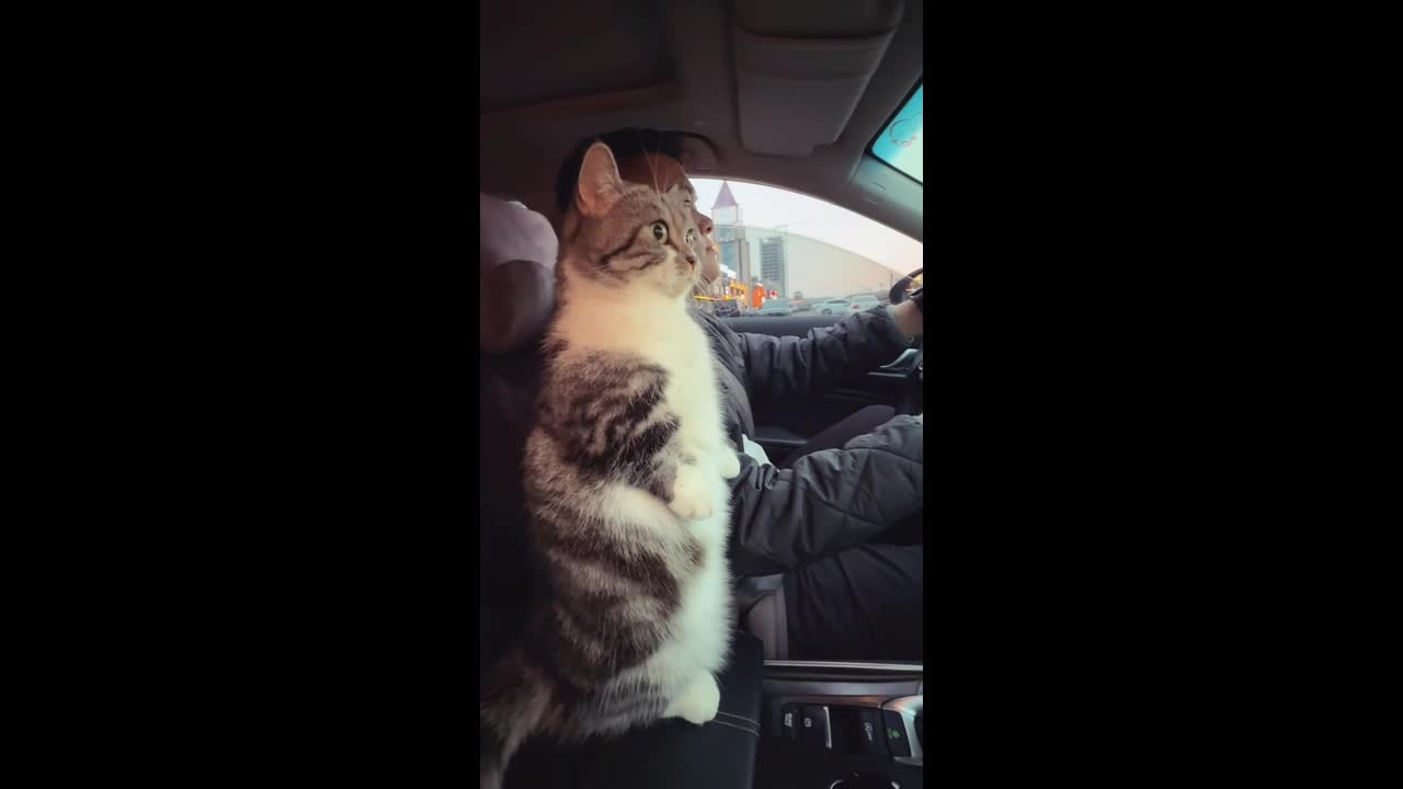 Cat stands on hind legs while riding in car in Inner Mongolia, China