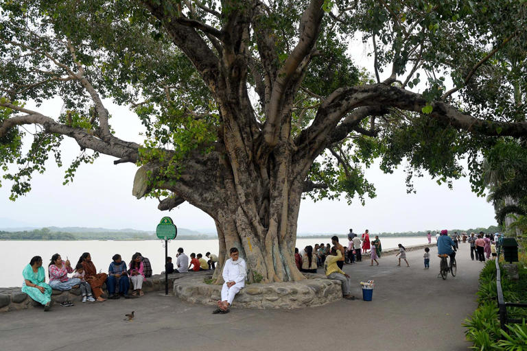 Photo essay: Rooted in time, Chandigarh’s peepal trees, ‘living giants ...